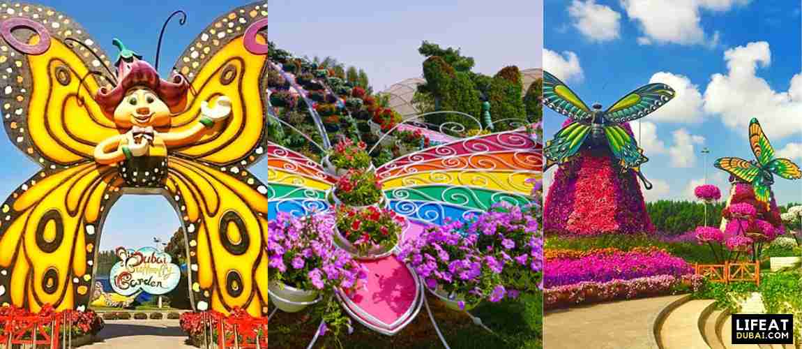 Dubai-butterfly-garden