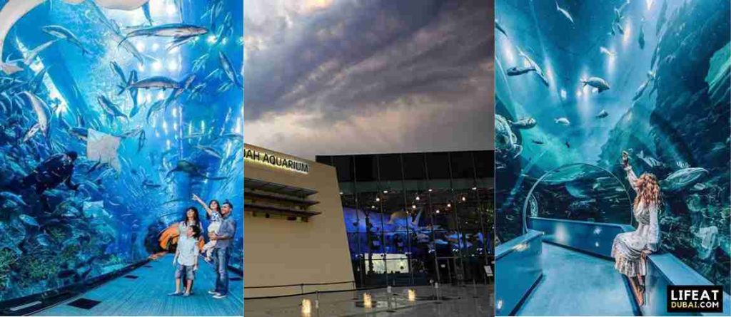 Sharjah-Aquarium