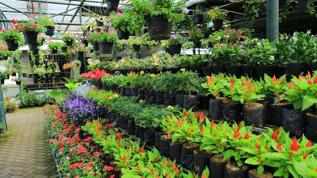 7 best plant stores in Dubai 2024